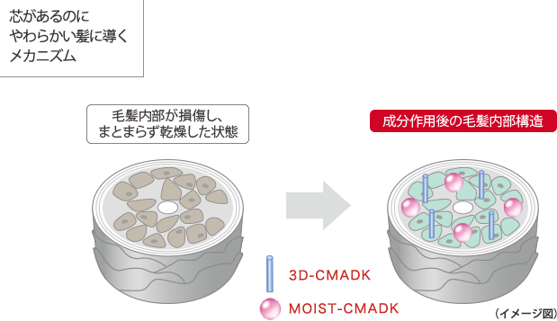 芯があるのにやわらかい髪に導くメカニズム