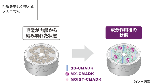 毛髪を美しく整えるメカニズム